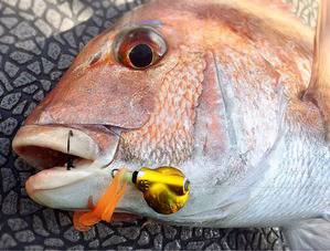 YELLOW-TAIL　イエローテール 釣…