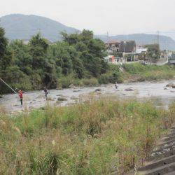 狩野川(狩野川漁業協同組合) 釣果