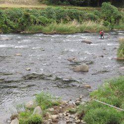 狩野川(狩野川漁業協同組合) 釣果