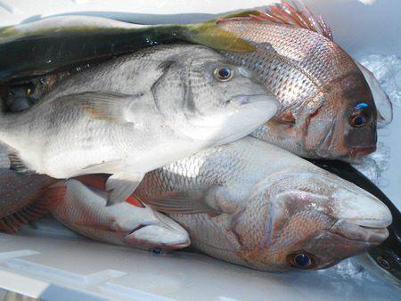 こうゆう丸 釣果