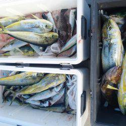 気仙沼　つり丸 釣果