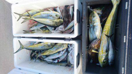 気仙沼　つり丸 釣果