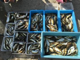 おざき丸 釣果
