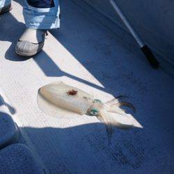 IDATEN（イダテン） 釣果