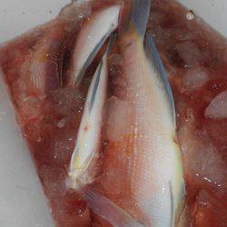 こうゆう丸 釣果