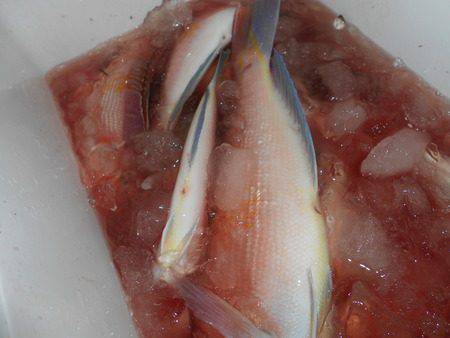 こうゆう丸 釣果