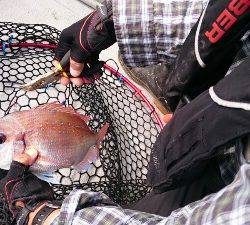 IDATEN（イダテン） 釣果