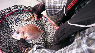 IDATEN（イダテン） 釣果