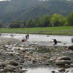 狩野川（狩野川漁業協同組合） 釣果