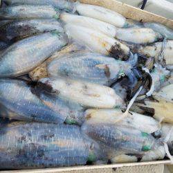 Magic(マジック) 釣果