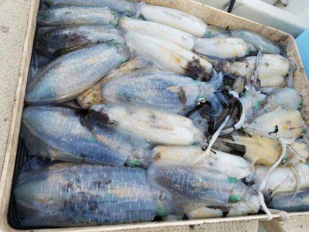 Magic(マジック) 釣果