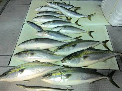 ミタチ丸 釣果