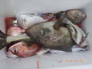 石川丸 釣果