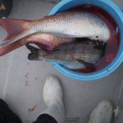 弘福丸 釣果