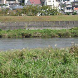 狩野川(狩野川漁業協同組合) 釣果