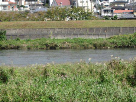 狩野川(狩野川漁業協同組合) 釣果