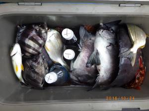 石川丸 釣果