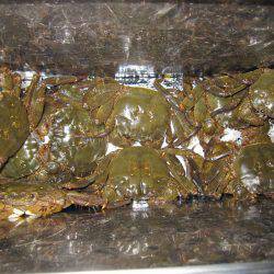 狩野川（狩野川漁業協同組合） 釣果