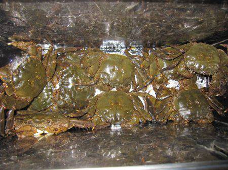 狩野川（狩野川漁業協同組合） 釣果