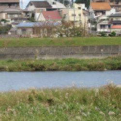 狩野川(狩野川漁業協同組合) 釣果