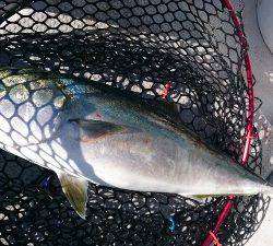 IDATEN(イダテン) 釣果