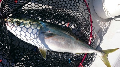 IDATEN(イダテン) 釣果