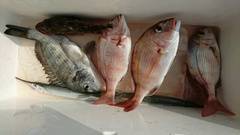 まこと渡船 釣果