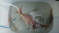 まこと渡船 釣果