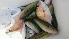 まこと渡船 釣果