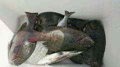 まこと渡船 釣果