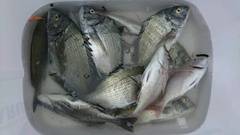 まこと渡船 釣果