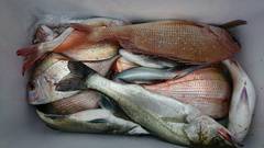 まこと渡船 釣果