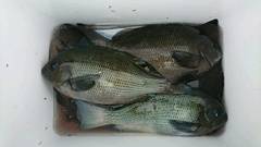 まこと渡船 釣果