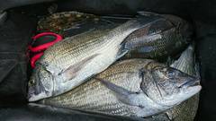 まこと渡船 釣果