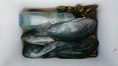 まこと渡船 釣果