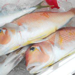 こうゆう丸 釣果