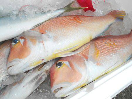 こうゆう丸 釣果