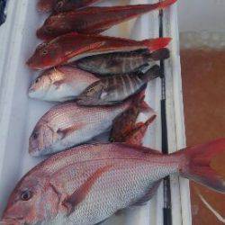 東京湾探釣隊ぼっち 釣果