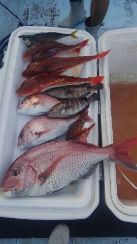 東京湾探釣隊ぼっち 釣果