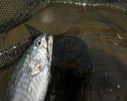 蓼の海(たてのうみ) 釣果