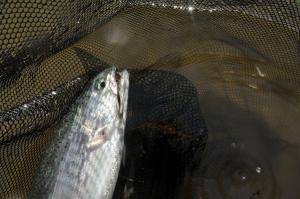 蓼の海（たてのうみ） 釣果