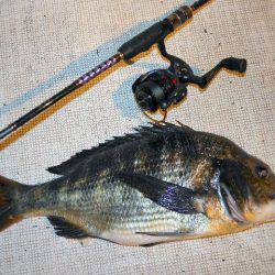 TOPGUN名古屋 釣果