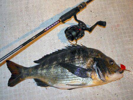 TOPGUN名古屋 釣果