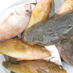 こうゆう丸 釣果