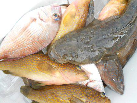 こうゆう丸 釣果