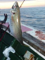 松福丸 釣果