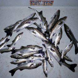 TOPGUN名古屋 釣果