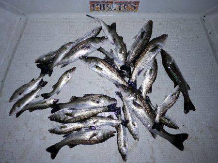 TOPGUN名古屋 釣果