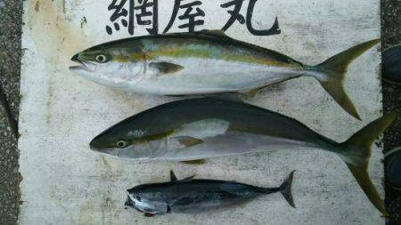 網屋丸 釣果