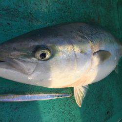 広進丸 釣果